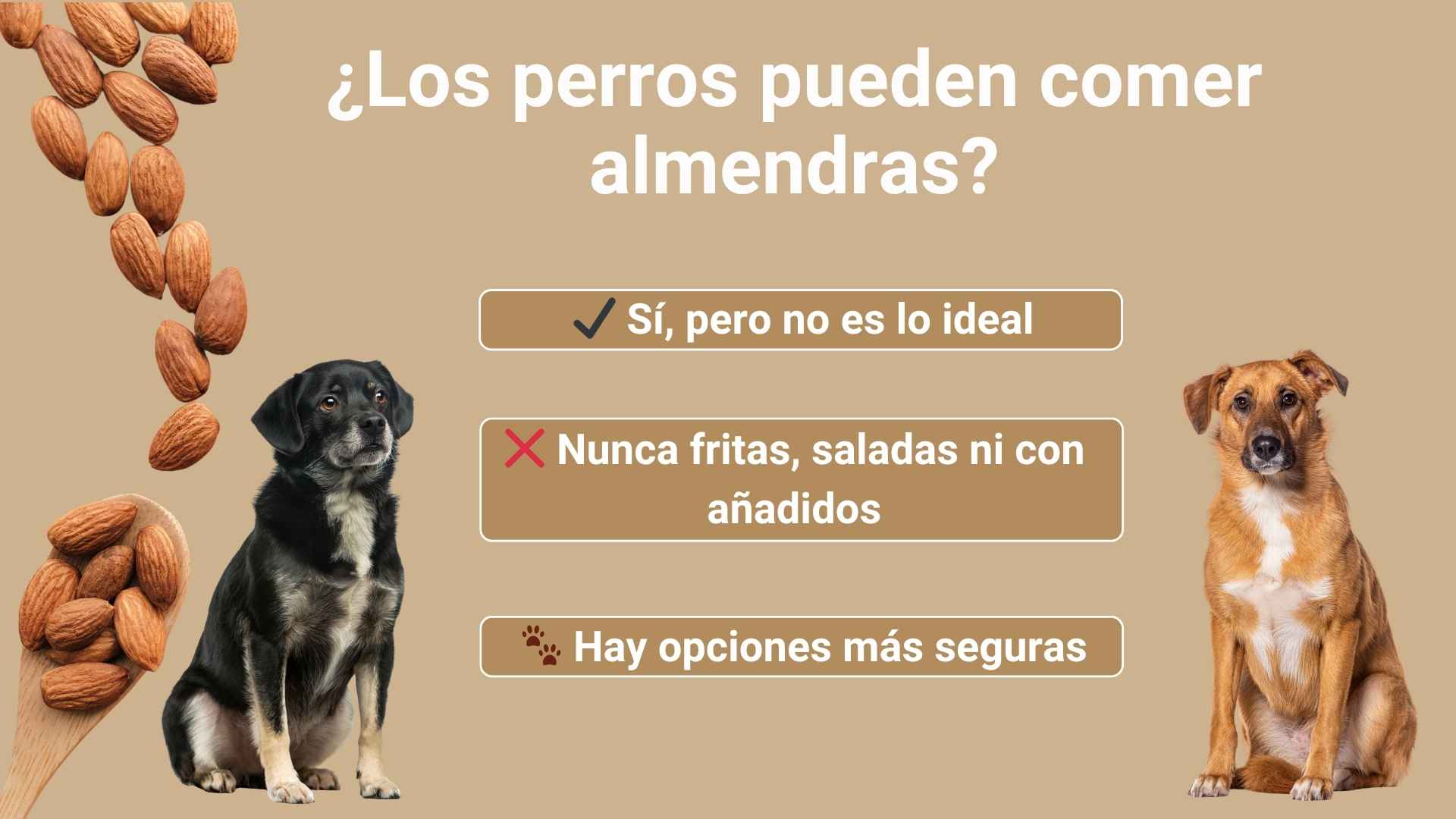 los perros pueden comer almendras